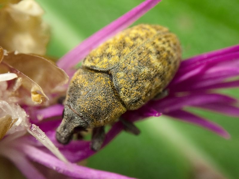 Larinus obtusus Gyllenhal, 1835